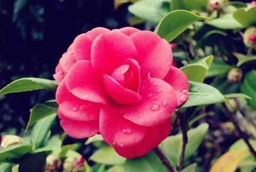 娱乐吃瓜酱山茶花